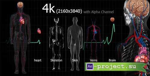 Videohive: Medical Human - Motion Graphics 
