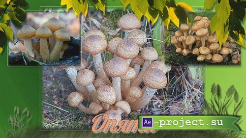 Mushrooms of our forests - Project for Proshow Producer