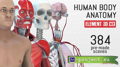 Videohive: Human Body Anatomy - Project for After Effects 