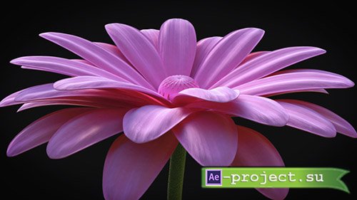 Videohive: Flower - Elegant Logo Reveal - Project for After Effects 