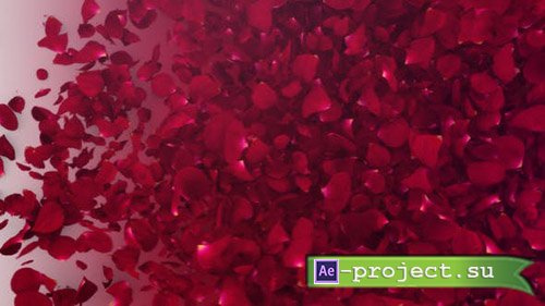 Videohive: Petals Logo Reveal III - Project for After Effects 