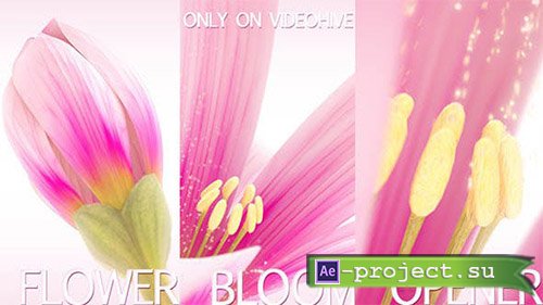 Videohive: Flower Bloom Logo - Project for After Effects 