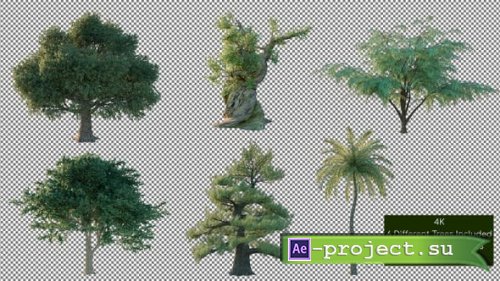 Videohive - Tree Pack 4K - 26266867 - Motion Graphics