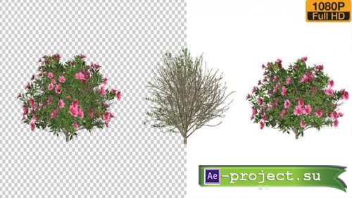 Videohive - Azalea Flower Growing Animation with Wind - 24146322 - Project for After Effects