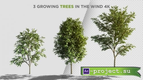 Videohive - 3 Growing Trees In The Wind - 22713894 - Project for After Effects
