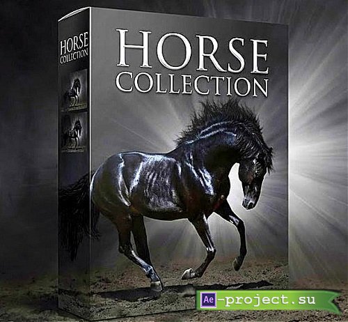 Horse Collection 202602802 - Full Year 2026 Collection
