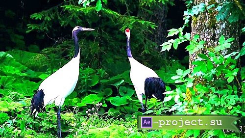 Videohive - Light Transitions For FCPX 55695528 - Apple Motion 5, Final Cut Pro X 